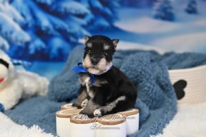 AKC Black & Silver Mini Schnauzer Puppy
