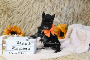 AKC Black & Silver Miniature Schnauzer