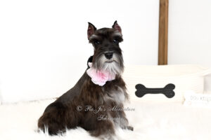 AKC Mini Schnauzer Puppy