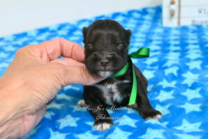 AKC Miniature Schnauzer