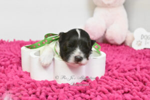 Chocolate Parti Mini Schnauzer Puppy
