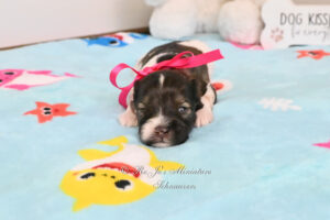 Mini Schnauzer Liver Parti Puppy