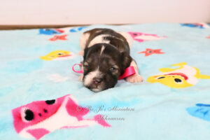 AKC Liver Parti Mini Schnauzer