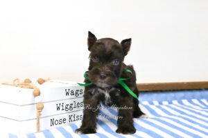 AKC Chocolate Mini Schnauzer Boy