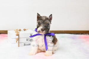 Liver Pepper Parti Mini Schnauzer Girl