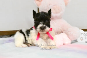 Chocolate Parti Mini Schnauzer