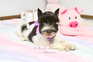 Chocolate Parti Mini Schnauzer