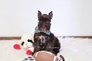 Chocolate Miniature Schnauzer