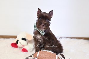 AKC Chocolate Mini Schnauzer