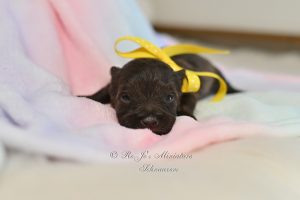Liver Miniature Schnauzer