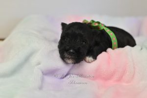 AKC Mini Schnauzer Black White Markings