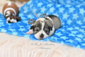 AKC Salt & Pepper Parti Mini Schnauzer
