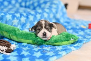 Miniature Schnauzer Parti Puppy