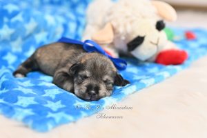 Mini Schnauzer Salt & Pepper Puppy