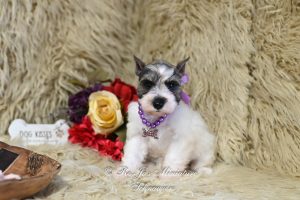 AKC Salt & Pepper Parti Mini Schnauzer