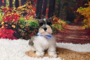 AKC Salt & Pepper Parti Schnauzer