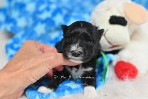AKC Miniature Schnauzer Puppy
