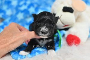 Miniature Schnauzer Black White Marking