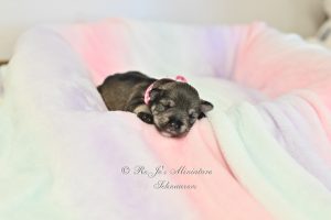 Salt & Pepper Mini Schnauzer