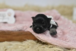 Black & Silver Mini Schnauzer Girl