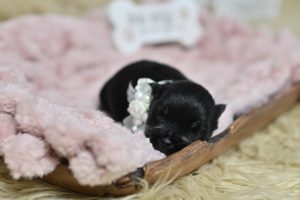 AKC Black & Silver Mini Schnauzer