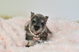AKC Salt & Pepper Mini Schnauzer