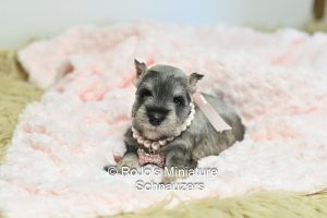 Salt & Pepper Mini Schnauzer
