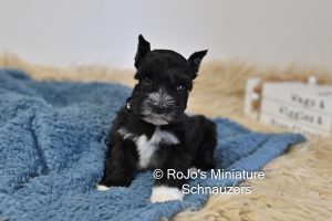 AKC Black Mini Schnauzer white markings