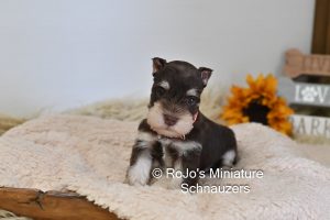 Liver Tan Mini Schnauzer