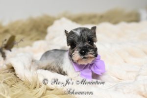 Salt & Pepper Parti Mini Schnauzer