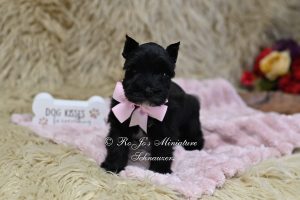 AKC Black Miniature Schnauzer
