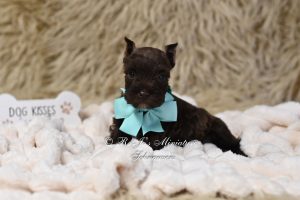 Liver Miniature Schnauzer