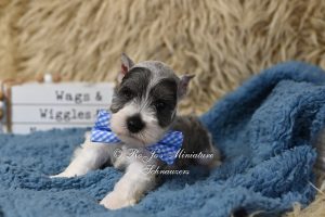 Miniature Schnauzer Parti Puppy