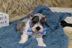 AKC Salt & Pepper Parti Mini Schnauzer