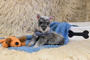 Mini Schnauzer Salt & Pepper Puppy