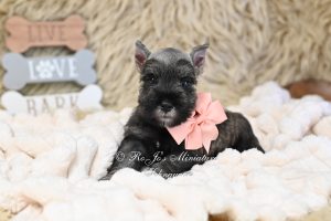 Miniature Schnauzer Salt & Pepper Girl
