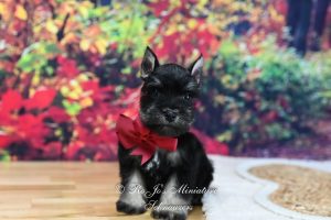 AKC Black & Silver Mini Schnauzer