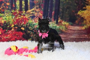 Black & Silver Mini Schnauzer