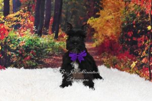 AKC Black Mini Schnauzer puppy