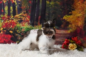 Liver Parti Mini Schnauzer