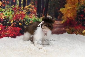 Liver Parti Miniature Schnauzer