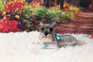 Salt & Pepper Parti Mini Schnauzer