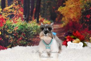 AKC Salt & Pepper Parti Mini Schnauzer