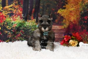 Salt & Pepper Mini Schnauzer