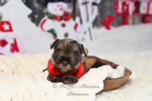 AKC Liver Tan Mini Schnauzer