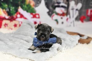 AKC Salt & Pepper Mini Schnauzer