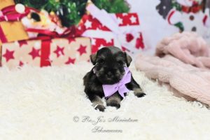 AKC Salt & Pepper Mini Schnauzer