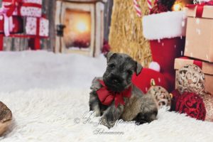 AKC Mini Schnauzer Puppy
