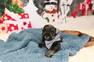 Salt & Pepper Mini Schnauzer Puppy