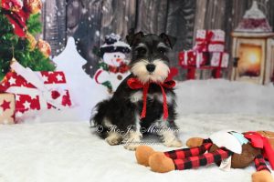 Black & Silver Mini Schnauzer